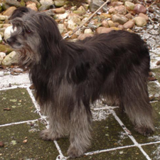 Pyreneese Herder Gateau